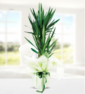 2'li Yucca Çiçeği
