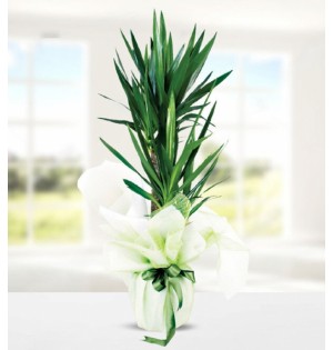 2'li Yucca Çiçeği