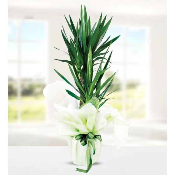 2'li Yucca Çiçeği