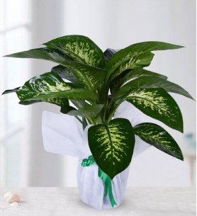 Tropic Saksı Çiçeği