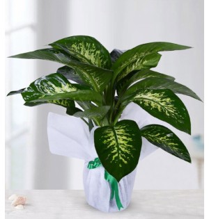 Tropic Saksı Çiçeği
