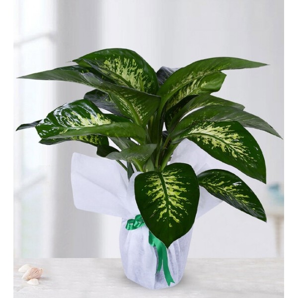 Tropic Saksı Çiçeği